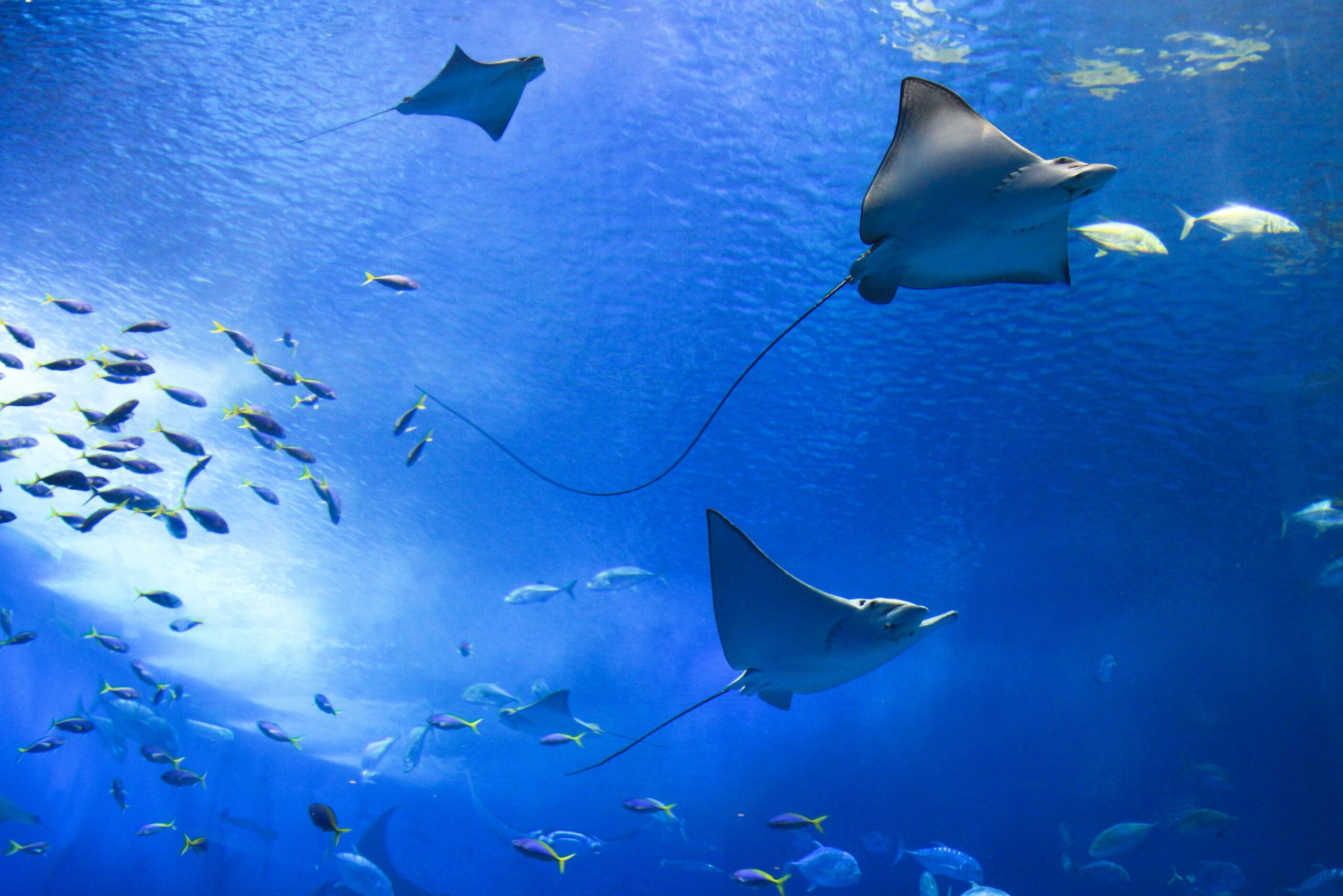 Stingray tours